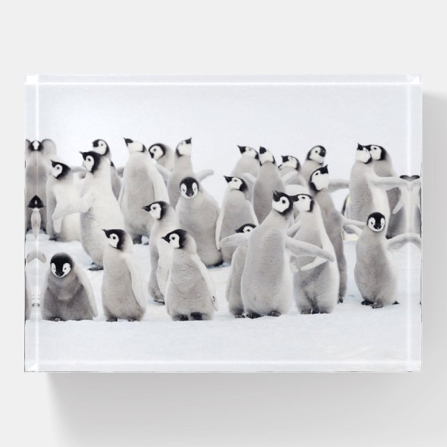 Cutest Baby Animals | Emperor Penguin Chicks Paperweight (Front)