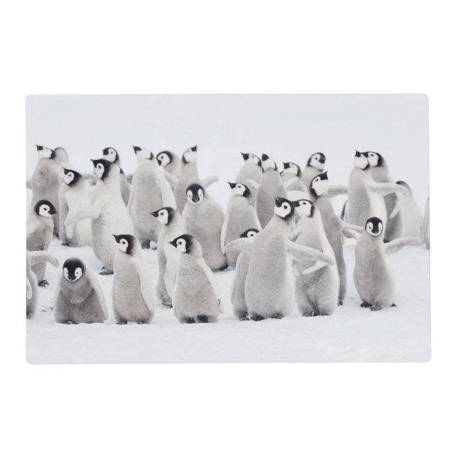 Cutest Baby Animals | Emperor Penguin Chicks Placemat (Front)