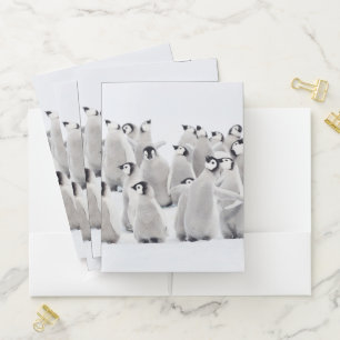 Cutest Baby Animals Emperor Penguin Chicks Pocket Folder