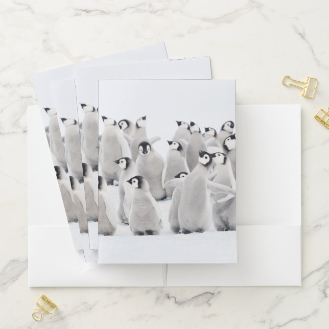 Cutest Baby Animals | Emperor Penguin Chicks Pocket Folder (In Situ)