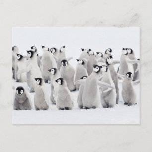 Cutest Baby Animals   Emperor Penguin Chicks Postcard