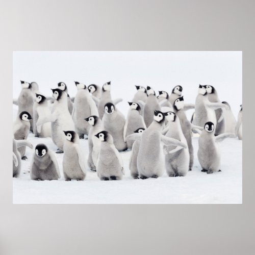 Cutest Baby Animals  Emperor Penguin Chicks Poster