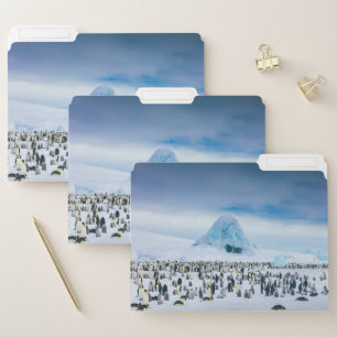 Cutest Baby Animals   Emperor Penguin Colony File Folder