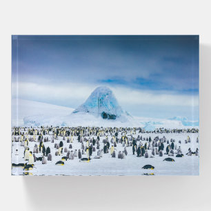 Cutest Baby Animals Emperor Penguin Colony Paperweight