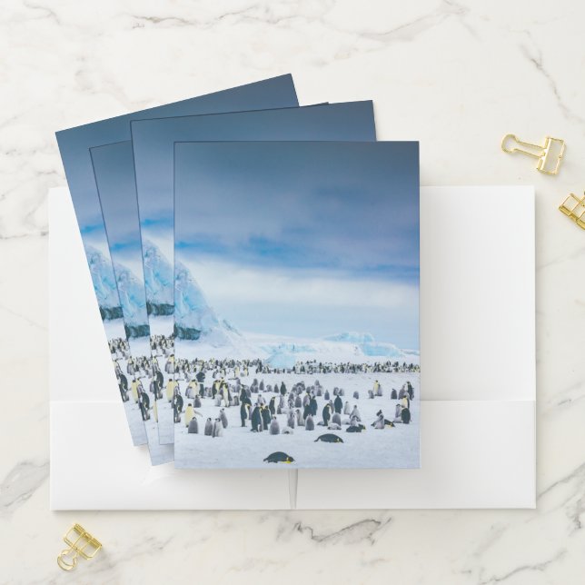 Cutest Baby Animals | Emperor Penguin Colony Pocket Folder (In Situ)