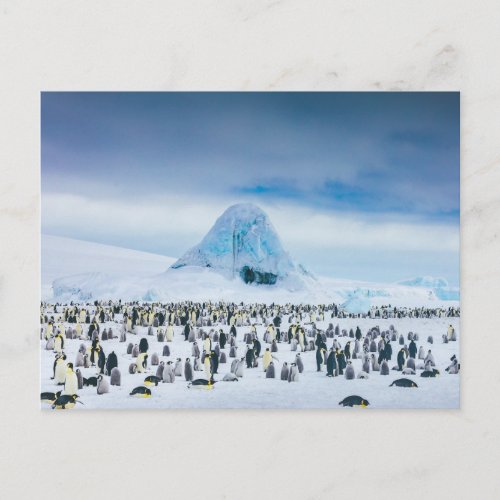 Cutest Baby Animals  Emperor Penguin Colony Postcard