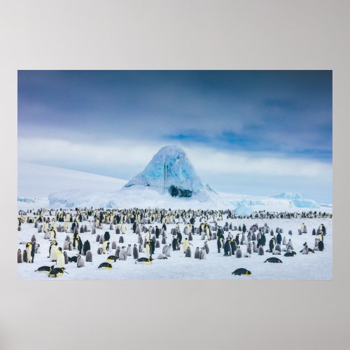 Cutest Baby Animals  Emperor Penguin Colony Poster