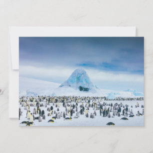Cutest Baby Animals   Emperor Penguin Colony Thank You Card