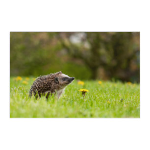 Cutest Baby Animals European Hedgehog Acrylic Print