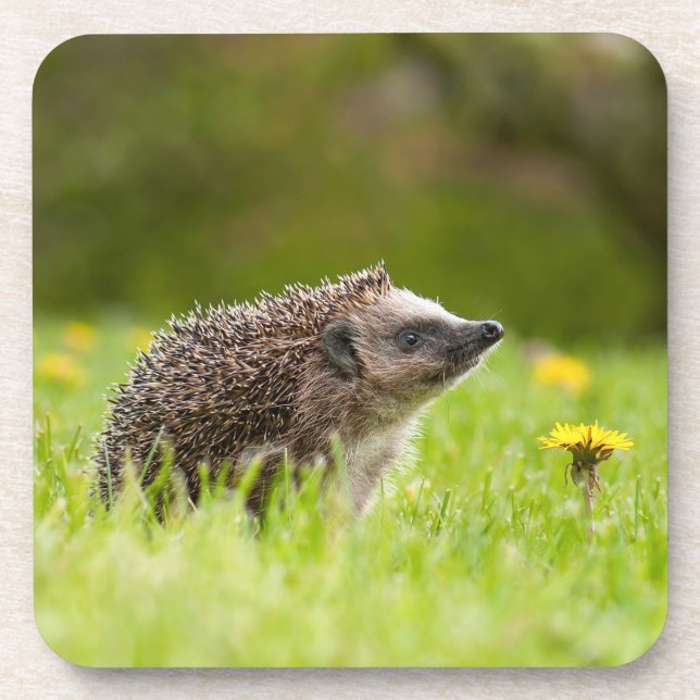Cutest Baby Animals | European Hedgehog Beverage Coaster (Front)