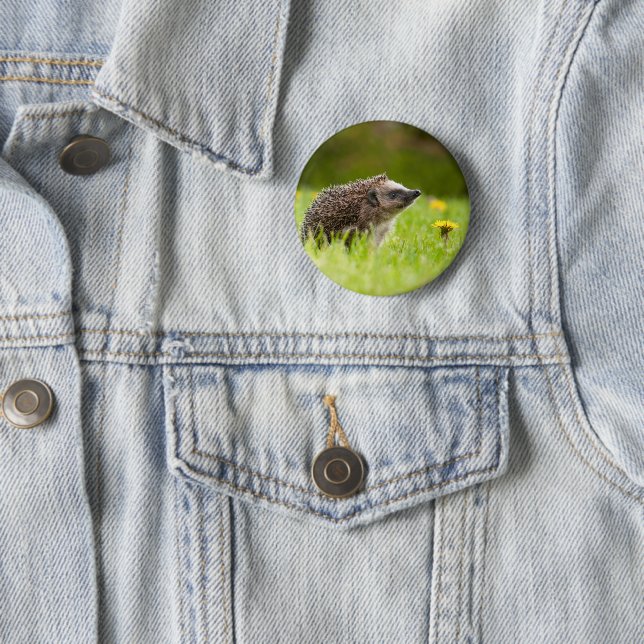 Cutest Baby Animals | European Hedgehog Button (In Situ)