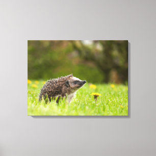 Cutest Baby Animals   European Hedgehog Canvas Print