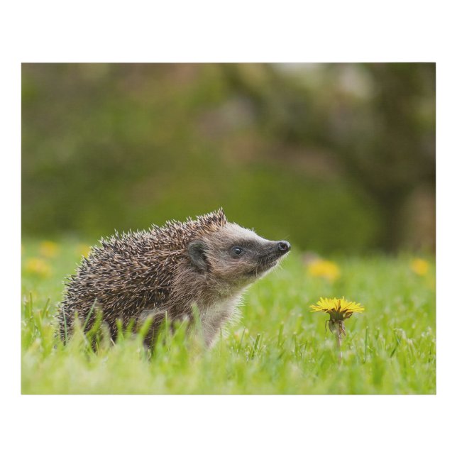 Cutest Baby Animals | European Hedgehog Faux Canvas Print (Front)