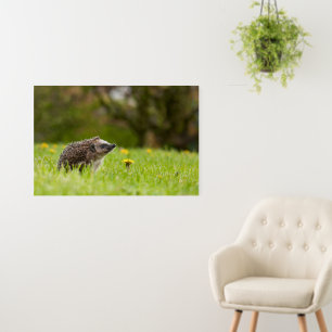 Cutest Baby Animals European Hedgehog Foam Board