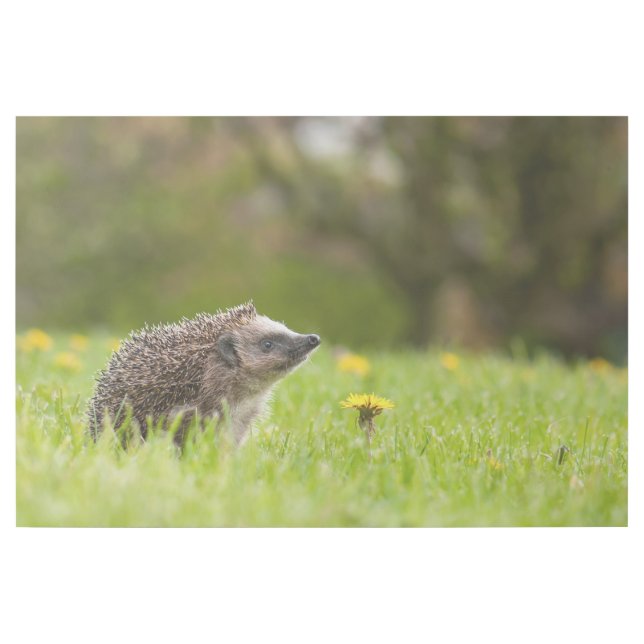 Cutest Baby Animals | European Hedgehog Gallery Wrap (Front)