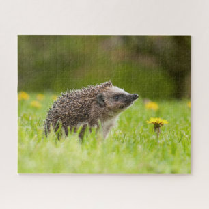 Cutest Baby Animals   European Hedgehog Jigsaw Puzzle