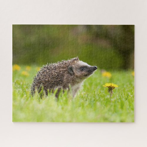 Cutest Baby Animals  European Hedgehog Jigsaw Puzzle
