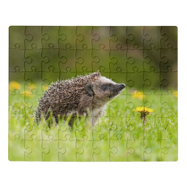 Cutest Baby Animals | European Hedgehog Jigsaw Puzzle (Puzzle Horizontal)