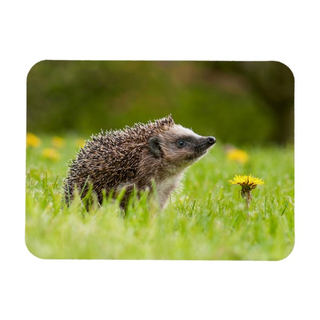 Cutest Baby Animals | European Hedgehog Magnet (Horizontal)