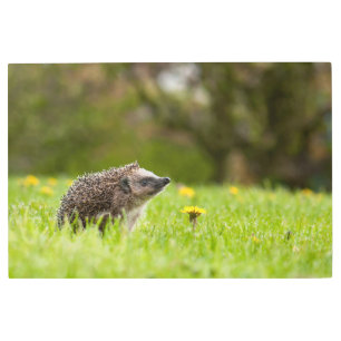 Cutest Baby Animals   European Hedgehog Metal Print