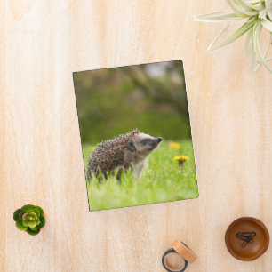 Cutest Baby Animals European Hedgehog Mini Binder
