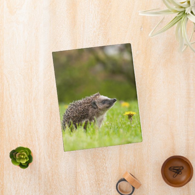 Cutest Baby Animals | European Hedgehog Mini Binder (InSitu)
