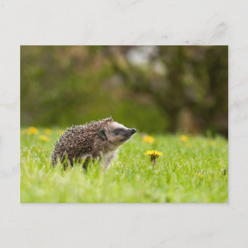 Cutest Baby Animals  European Hedgehog Postcard