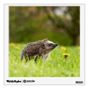 Cutest Baby Animals European Hedgehog Wall Decal