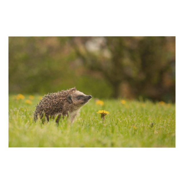 Cutest Baby Animals | European Hedgehog Wood Wall Art (Front)