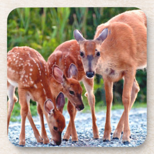 Cutest Baby Animals Fawn with Babies Beverage Coaster
