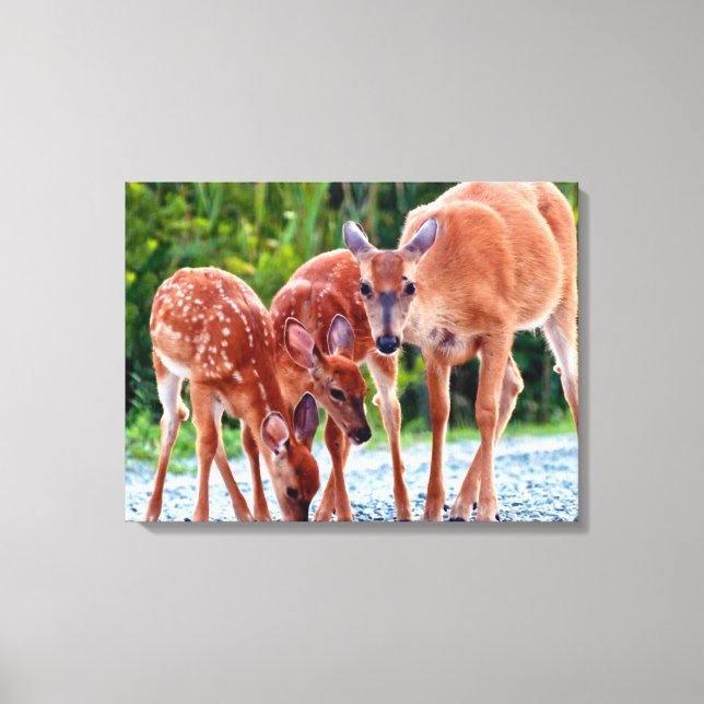 Cutest Baby Animals | Fawn with Babies Canvas Print (Front)