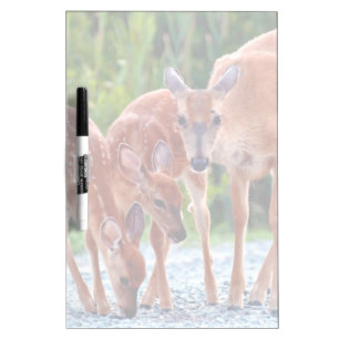 Cutest Baby Animals Fawn with Babies Dry Erase Board