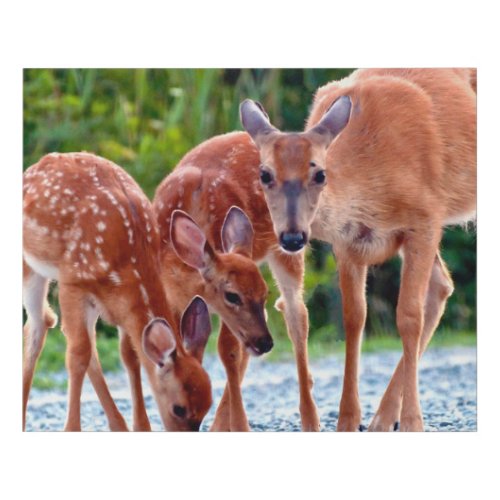 Cutest Baby Animals  Fawn with Babies Faux Canvas Print