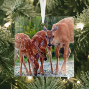 Cutest Baby Animals   Fawn with Babies Glass Ornament