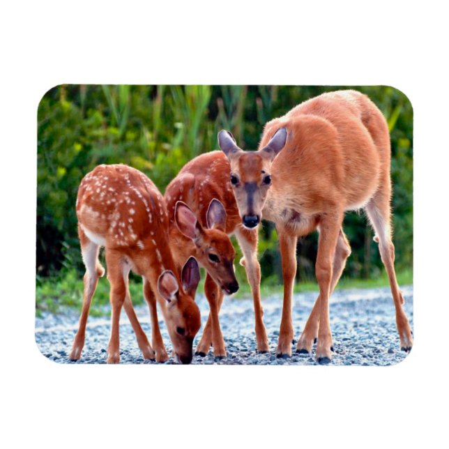Cutest Baby Animals | Fawn with Babies Magnet (Horizontal)