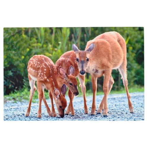 Cutest Baby Animals  Fawn with Babies Metal Print