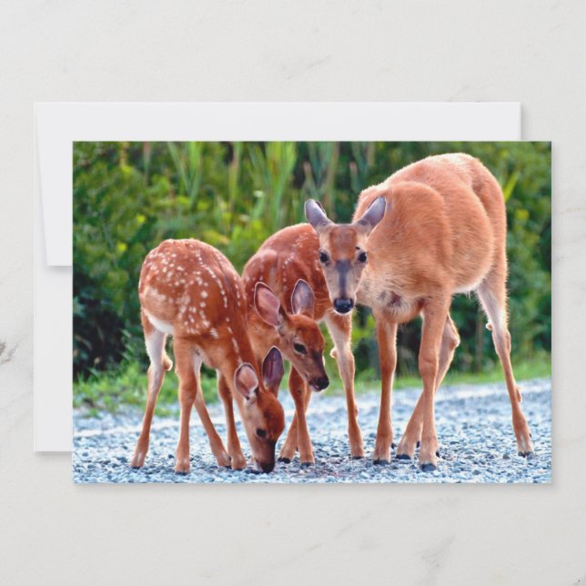Cutest Baby Animals | Fawn with Babies Thank You Card (Front)