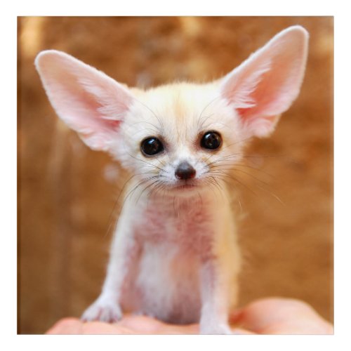 Cutest Baby Animals  Fennec Fox Acrylic Print