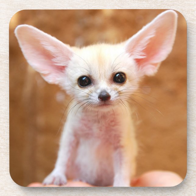 Cutest Baby Animals | Fennec Fox Beverage Coaster (Front)