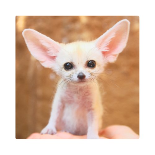 Cutest Baby Animals  Fennec Fox Metal Print