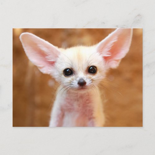 Cutest Baby Animals  Fennec Fox Postcard