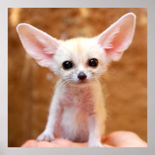 Cutest Baby Animals  Fennec Fox Poster