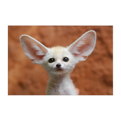 Cutest Baby Animals  Fennec Fox Pup Acrylic Print