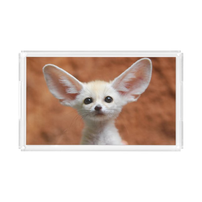 Cutest Baby Animals | Fennec Fox Pup Acrylic Tray (Front)