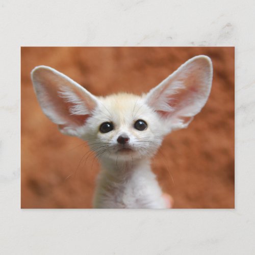 Cutest Baby Animals  Fennec Fox Pup Postcard