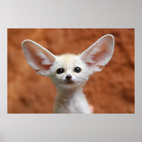 Cutest Baby Animals  Fennec Fox Pup Poster