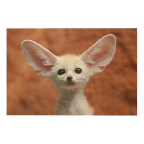 Cutest Baby Animals  Fennec Fox Pup Wood Wall Art