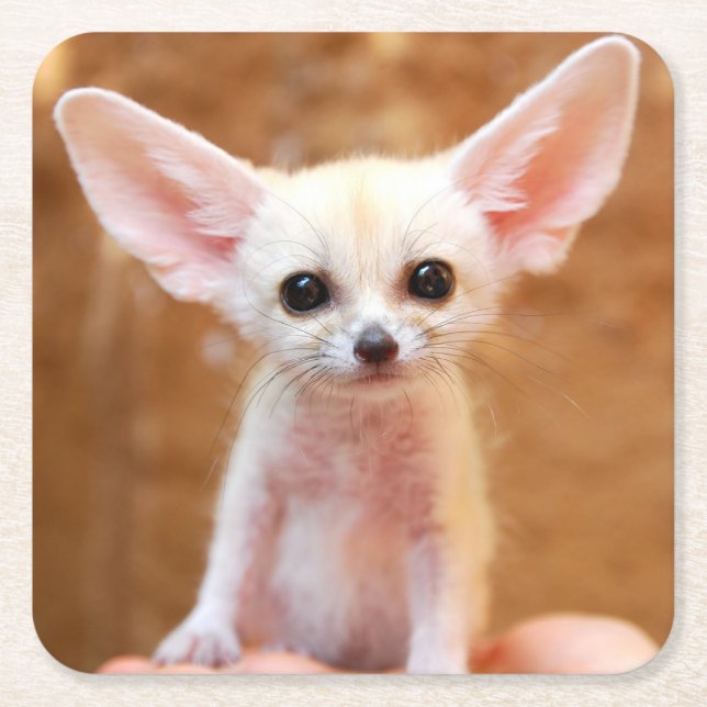 Cutest Baby Animals | Fennec Fox Square Paper Coaster (Front)