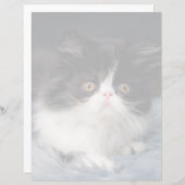 Cutest Baby Animals | Fluffy B&W Kitten (Front/Back)