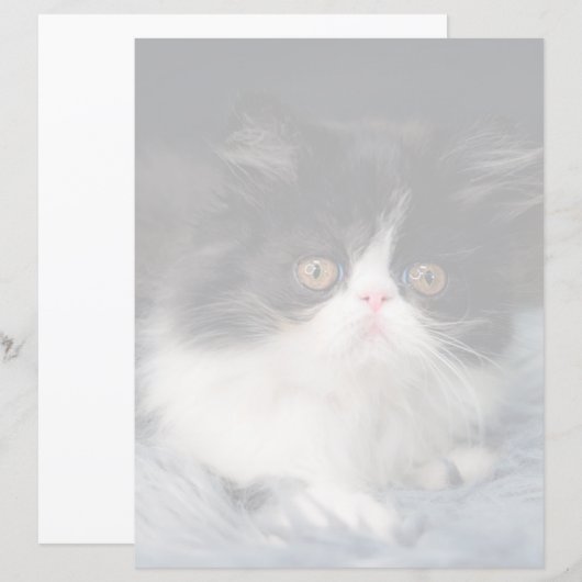 Cutest Baby Animals | Fluffy B&W Kitten (Front/Back)